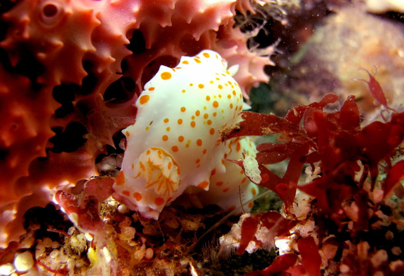 Illustration for article titled Striking Photographs Of Sea Slugs Expose The Alien World Under the Sea
